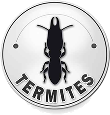 La recherche de Termites